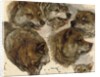 Studies of huskies' heads by George Bouverie Goddard