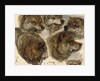Studies of huskies' heads by George Bouverie Goddard