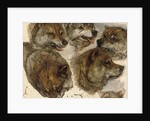 Studies of huskies' heads by George Bouverie Goddard