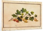 Gooseberries, 1818 by Fedor Petrovich Tolstoy