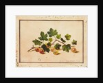Gooseberries, 1818 by Fedor Petrovich Tolstoy