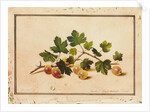Gooseberries, 1818 by Fedor Petrovich Tolstoy