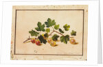 Gooseberries, 1818 by Fedor Petrovich Tolstoy