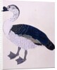 A Comb Duck, c.1800 by Indian School