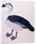 A Comb Duck, c.1800 by Indian School