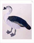 A Comb Duck, c.1800 by Indian School
