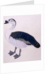 A Comb Duck, c.1800 by Indian School