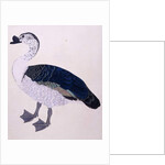 A Comb Duck, c.1800 by Indian School