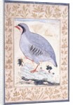 A Red-legged Partridge, c. mid 17th century by Persian School