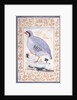 A Red-legged Partridge, c. mid 17th century by Persian School