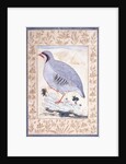 A Red-legged Partridge, c. mid 17th century by Persian School