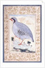 A Red-legged Partridge, c. mid 17th century by Persian School