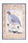 A Red-legged Partridge, c. mid 17th century by Persian School