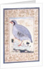 A Red-legged Partridge, c. mid 17th century by Persian School