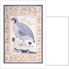 A Red-legged Partridge, c. mid 17th century by Persian School
