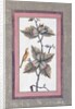 Bird and Flower Study, c.1780 by Persian School