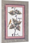 Bird and Flower Study, c.1780 by Persian School