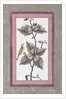 Bird and Flower Study, c.1780 by Persian School