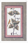 Bird and Flower Study, c.1780 by Persian School