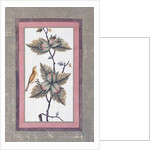 Bird and Flower Study, c.1780 by Persian School