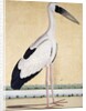 An Open-Beaked Stork, c. 1780 by Indian School