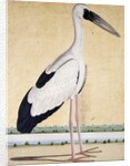 An Open-Beaked Stork, c. 1780 by Indian School