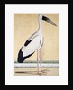 An Open-Beaked Stork, c. 1780 by Indian School