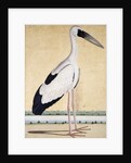 An Open-Beaked Stork, c. 1780 by Indian School