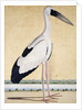 An Open-Beaked Stork, c. 1780 by Indian School