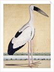 An Open-Beaked Stork, c. 1780 by Indian School