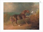 Colonel Thornton's Jupiter, by Eclipse out of a Mare by Tartar, by a Fence, with a Grey Mare, at Thornville Royal, 1792 by Sawrey Gilpin