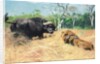 Buffalo and Lion Before the Fight by Wilhelm Kuhnert