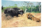 Buffalo and Lion Before the Fight by Wilhelm Kuhnert
