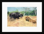 Buffalo and Lion Before the Fight by Wilhelm Kuhnert