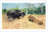 Buffalo and Lion Before the Fight by Wilhelm Kuhnert