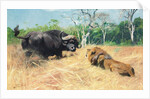 Buffalo and Lion Before the Fight by Wilhelm Kuhnert