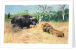 Buffalo and Lion Before the Fight by Wilhelm Kuhnert