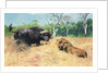 Buffalo and Lion Before the Fight by Wilhelm Kuhnert