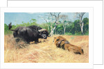 Buffalo and Lion Before the Fight by Wilhelm Kuhnert