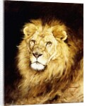 The Head of a Lion, by Geza Vastagh