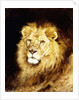 The Head of a Lion, by Geza Vastagh