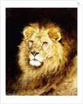 The Head of a Lion, by Geza Vastagh