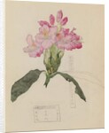 Study of a Rhododendron, 1915 by Charles Rennie & MacDonald Mackintosh Margaret (1864-1933) Mackintosh