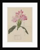 Study of a Rhododendron, 1915 by Charles Rennie & MacDonald Mackintosh Margaret (1864-1933) Mackintosh