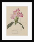 Study of a Rhododendron, 1915 by Charles Rennie & MacDonald Mackintosh Margaret (1864-1933) Mackintosh
