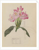 Study of a Rhododendron, 1915 by Charles Rennie & MacDonald Mackintosh Margaret (1864-1933) Mackintosh