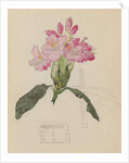Study of a Rhododendron, 1915 by Charles Rennie & MacDonald Mackintosh Margaret (1864-1933) Mackintosh