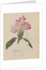 Study of a Rhododendron, 1915 by Charles Rennie & MacDonald Mackintosh Margaret (1864-1933) Mackintosh
