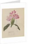 Study of a Rhododendron, 1915 by Charles Rennie & MacDonald Mackintosh Margaret (1864-1933) Mackintosh