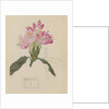 Study of a Rhododendron, 1915 by Charles Rennie & MacDonald Mackintosh Margaret (1864-1933) Mackintosh